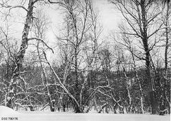 Bjørkebestand i Goskama-skogen ved Eibyelva i Alta i Finnmar