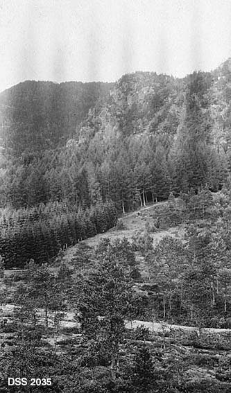 Del av Atsem-plantinga i Jelsa prestegardsskog i Suldal, Rogaland.  Fotografiet er tatt fra ei li med spredte furutrær.  I dalbotnen går en veg, og på motsatt side ses til høyre et beitelandskap hvor det gror opp en del furutrær.  Til venstre ses to ensaldrete plantefelter, nederst et 20-årig felt edelgran, ovenfor et 42-årig felt med lerketrær.  Bakenfor ses nokså steile bergrabber. 