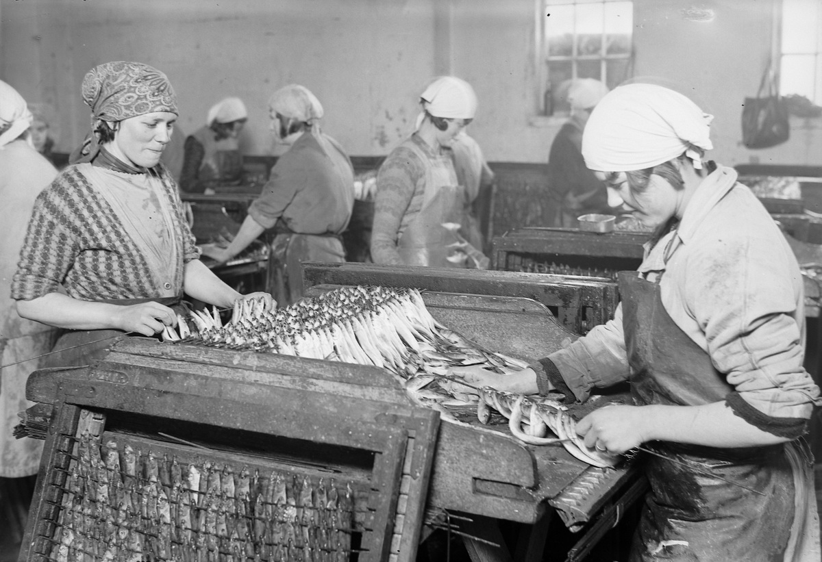 Kvinner trer brisling på teiner ved Konserv A/S hermetikkfabrikk