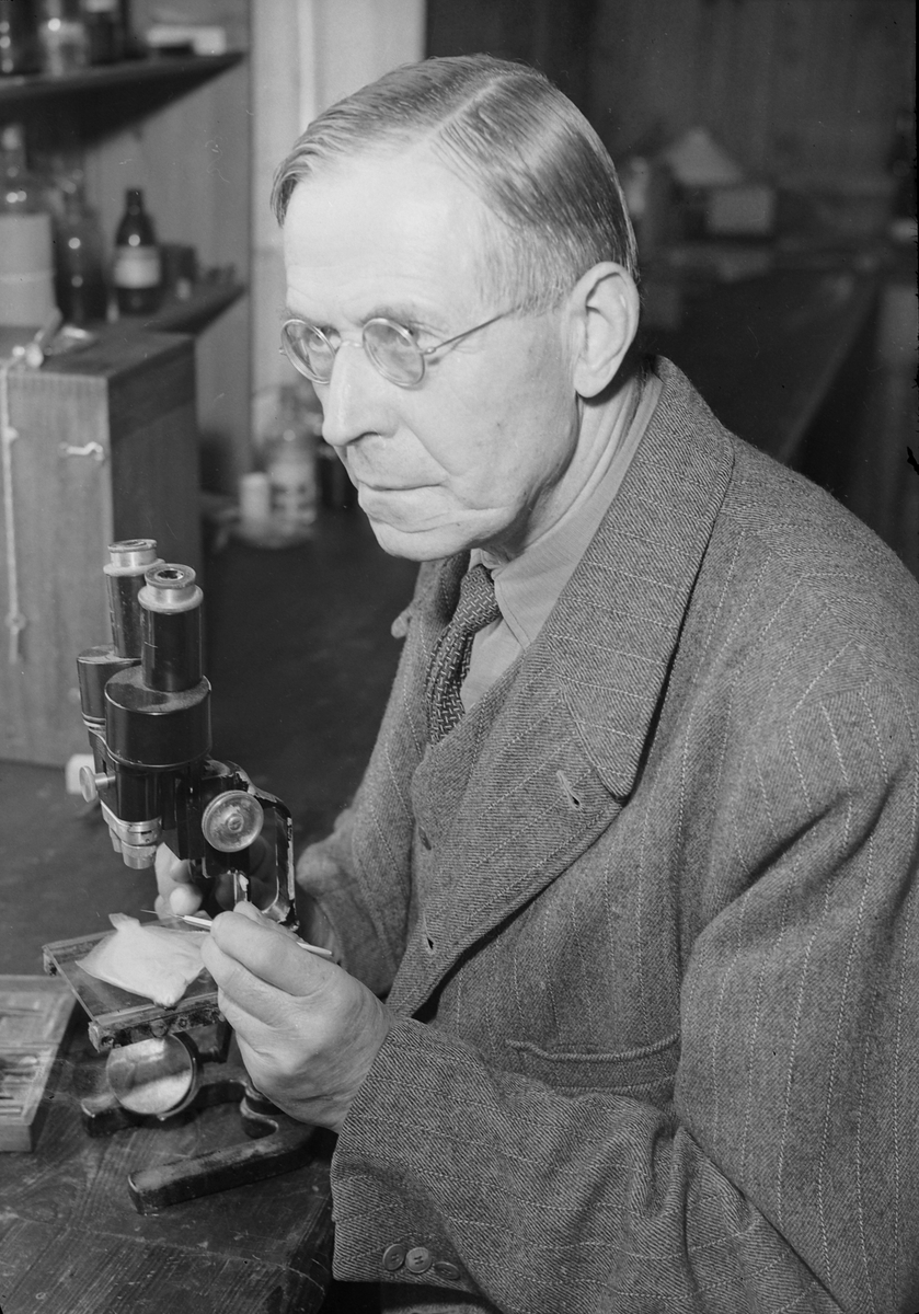 Trondhjem biologiske stasjon - professor Leopold von Ubisch ved mikroskopet