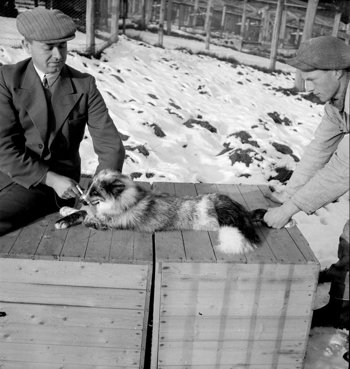 NORDVANG, BR. DAL, REVEFARM. 