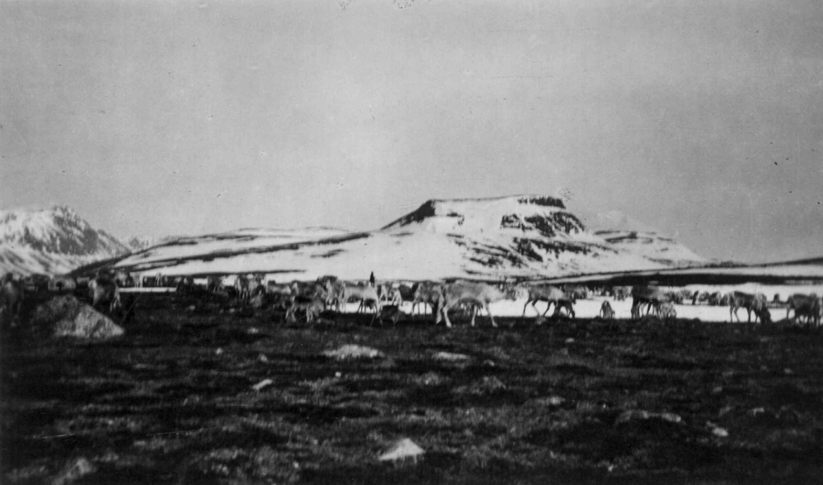 Fra Bippasgæcce-kalveplassen (med Borjasoaivve), i Rokkomborre 29. mai 1914.