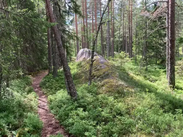 Skog med sti på sommeren. Fint vær.